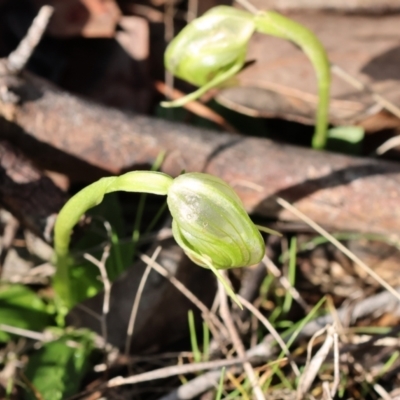 Pterostylis nutans (Nodding Greenhood) at Chiltern, VIC - 24 Aug 2024 by KylieWaldon