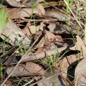 Pterostylis nutans at Chiltern, VIC - 24 Aug 2024