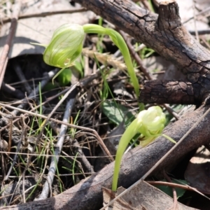 Pterostylis nutans at Chiltern, VIC - 24 Aug 2024