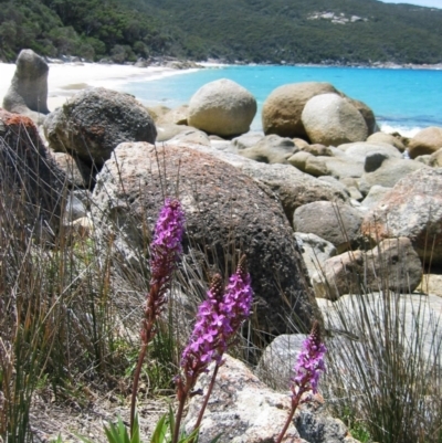 Stylidium armeria subsp. armeria (Trigger Plant) at Wilsons Promontory, VIC - 28 Nov 2004 by MB