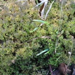 Unverified Lichen at Beechworth, VIC - 24 Aug 2024 by KylieWaldon
