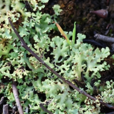 Unidentified Lichen at Beechworth, VIC - 24 Aug 2024 by KylieWaldon