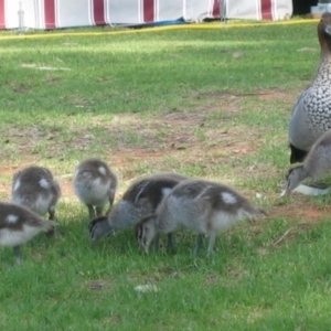 Chenonetta jubata at Robinvale, VIC - 18 Oct 2004