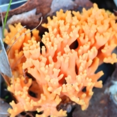 Ramaria sp. (A Coral fungus) at Beechworth, VIC - 24 Aug 2024 by KylieWaldon