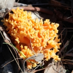 Ramaria sp. (genus) at Beechworth, VIC - 24 Aug 2024 10:13 AM