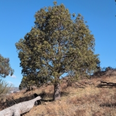 Brachychiton populneus (Kurrajong) at Kambah, ACT - 24 Aug 2024 by MattS