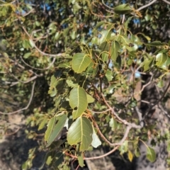 Brachychiton populneus at Kambah, ACT - 24 Aug 2024 02:05 PM