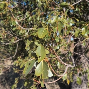 Brachychiton populneus at Kambah, ACT - 24 Aug 2024