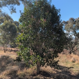 Ligustrum lucidum at Kambah, ACT - 24 Aug 2024