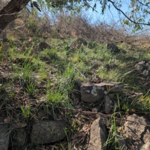 Bulbine sp. at Kambah, ACT - 24 Aug 2024 01:54 PM