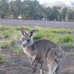 Macropus giganteus (Eastern Grey Kangaroo) at Warrumbungle, NSW - 8 Jul 2004 by MB