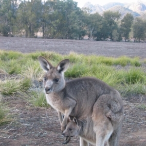 Macropus giganteus at Warrumbungle, NSW - 9 Jul 2004 07:49 AM