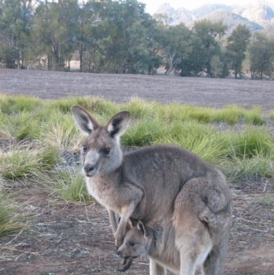 Macropus giganteus (Eastern Grey Kangaroo) at Warrumbungle, NSW - 9 Jul 2004 by MB