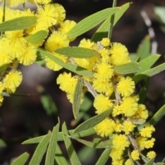 Acacia lanigera var. lanigera (Woolly Wattle, Hairy Wattle) at Beechworth, VIC - 24 Aug 2024 by KylieWaldon