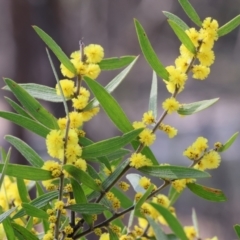 Acacia lanigera var. lanigera at Beechworth, VIC - 24 Aug 2024