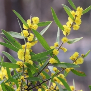 Acacia lanigera var. lanigera at Beechworth, VIC - 24 Aug 2024