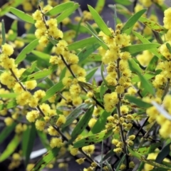 Acacia lanigera var. lanigera at Beechworth, VIC - 24 Aug 2024