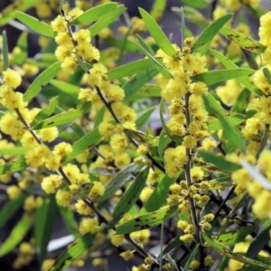 Acacia lanigera var. lanigera at Beechworth, VIC - 24 Aug 2024 09:57 AM