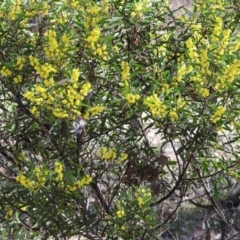 Acacia lanigera var. lanigera at Beechworth, VIC - 24 Aug 2024