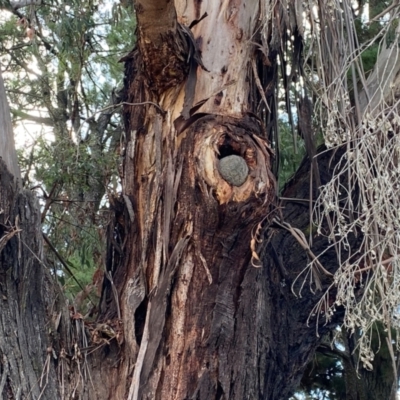 Trichosurus vulpecula (Common Brushtail Possum) at Yarralumla, ACT - 22 Aug 2024 by jks