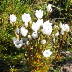 Gentianella muelleriana subsp. jingerensis (Mueller's Snow-gentian) at Gooandra, NSW - 28 Mar 2004 by MB