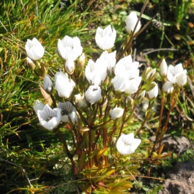 Gentianella muelleriana subsp. jingerensis at Gooandra, NSW - 28 Mar 2004 by MB