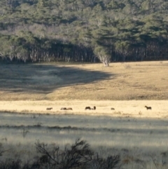 Equus caballus (Horse, Feral Horse) at Gooandra, NSW - 27 Mar 2004 by MB