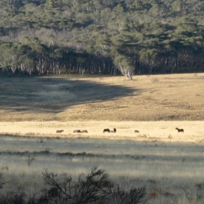 Equus caballus (Horse, Feral Horse) at Gooandra, NSW - 27 Mar 2004 by MB