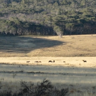 Equus caballus (Brumby, Wild Horse) at Gooandra, NSW - 27 Mar 2004 by MB