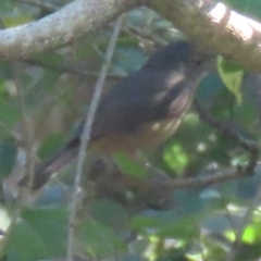 Colluricincla rufogaster (Rufous Shrikethrush) at Mon Repos, QLD - 24 Aug 2024 by lbradley