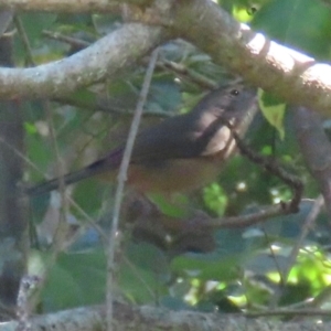 Colluricincla rufogaster at Mon Repos, QLD - 24 Aug 2024