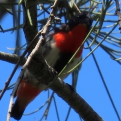 Dicaeum hirundinaceum (Mistletoebird) at Mon Repos, QLD - 24 Aug 2024 by lbradley