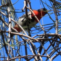 Dicaeum hirundinaceum at Mon Repos, QLD - 24 Aug 2024