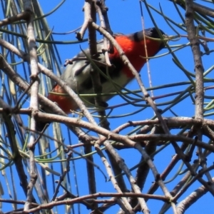 Dicaeum hirundinaceum at Mon Repos, QLD - 24 Aug 2024