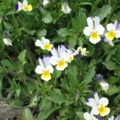 Viola arvensis (Heartsease, Field Pansy) at Gooandra, NSW - 8 Nov 2003 by MB