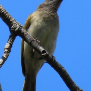 Lichmera indistincta at Mon Repos, QLD - 24 Aug 2024 11:46 AM