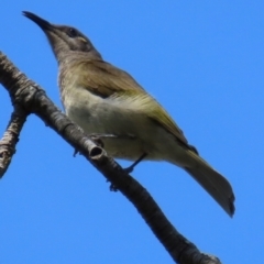 Lichmera indistincta at Mon Repos, QLD - 24 Aug 2024