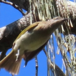 Lichmera indistincta at Mon Repos, QLD - 24 Aug 2024