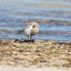 Anarhynchus ruficapillus (Red-capped Plover) at Houtman Abrolhos, WA - 20 Apr 2024 by jb2602