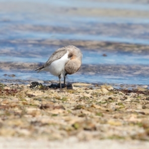 Anarhynchus ruficapillus at Houtman Abrolhos, WA - 20 Apr 2024