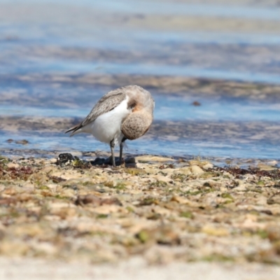 Anarhynchus ruficapillus (Red-capped Plover) at Houtman Abrolhos, WA - 20 Apr 2024 by jb2602