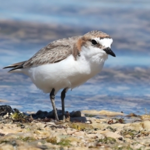 Anarhynchus ruficapillus at Houtman Abrolhos, WA - 20 Apr 2024