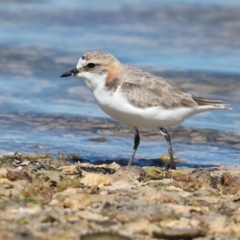 Anarhynchus ruficapillus at Houtman Abrolhos, WA - 20 Apr 2024