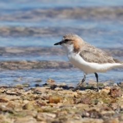 Anarhynchus ruficapillus at Houtman Abrolhos, WA - 20 Apr 2024