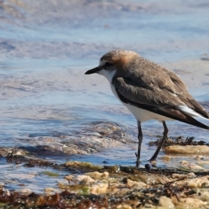 Anarhynchus ruficapillus at Houtman Abrolhos, WA - 20 Apr 2024