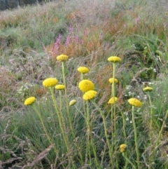 Craspedia sp. (Billy Buttons) at Cotter River, ACT - 27 Dec 2003 by MB