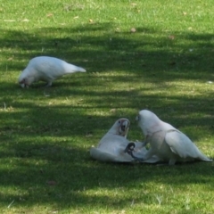 Cacatua tenuirostris (Long-billed Corella) at Joondalup, WA - 27 Sep 2003 by MB