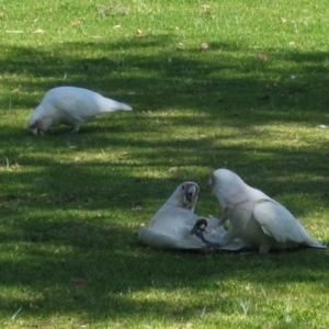 Cacatua tenuirostris at Joondalup, WA - 28 Sep 2003