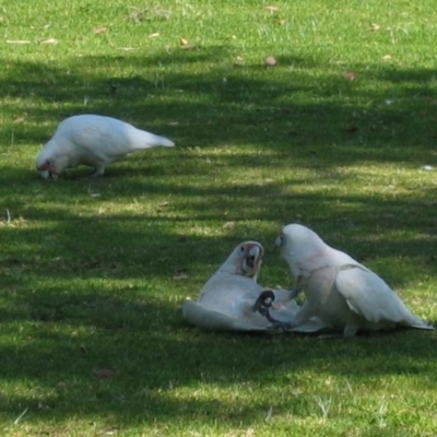 Cacatua tenuirostris (Long-billed Corella) at Joondalup, WA - 28 Sep 2003 by MB