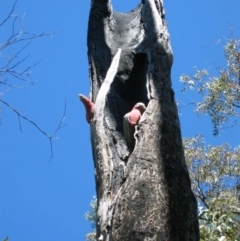 Eolophus roseicapilla (Galah) at Yanchep, WA - 27 Sep 2003 by MB